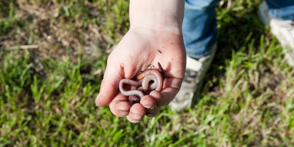 Child holds earthworms in his hand. Spring. Outdoor. View from above