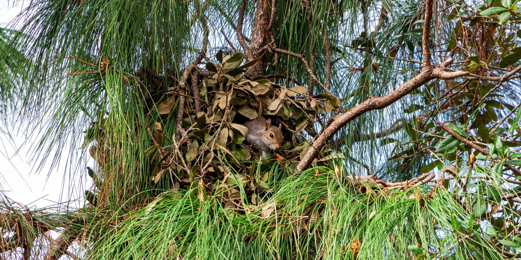 Eichhörnchen im Kobel Eichhörnchen im Kobel