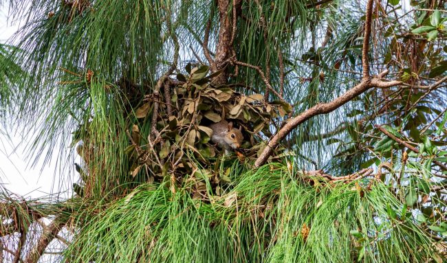 Eichhörnchen im Kobel