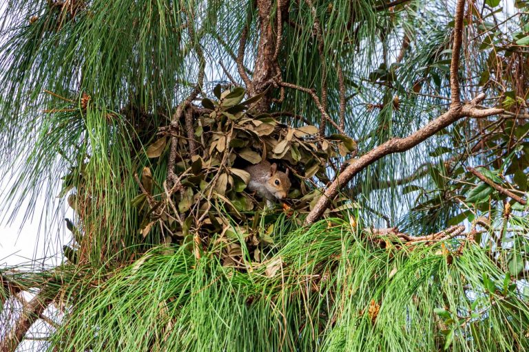 Eichhörnchen im Kobel
