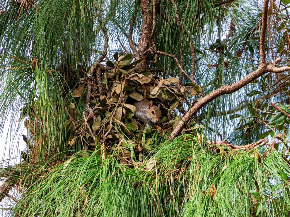 Eichhörnchen im Kobel