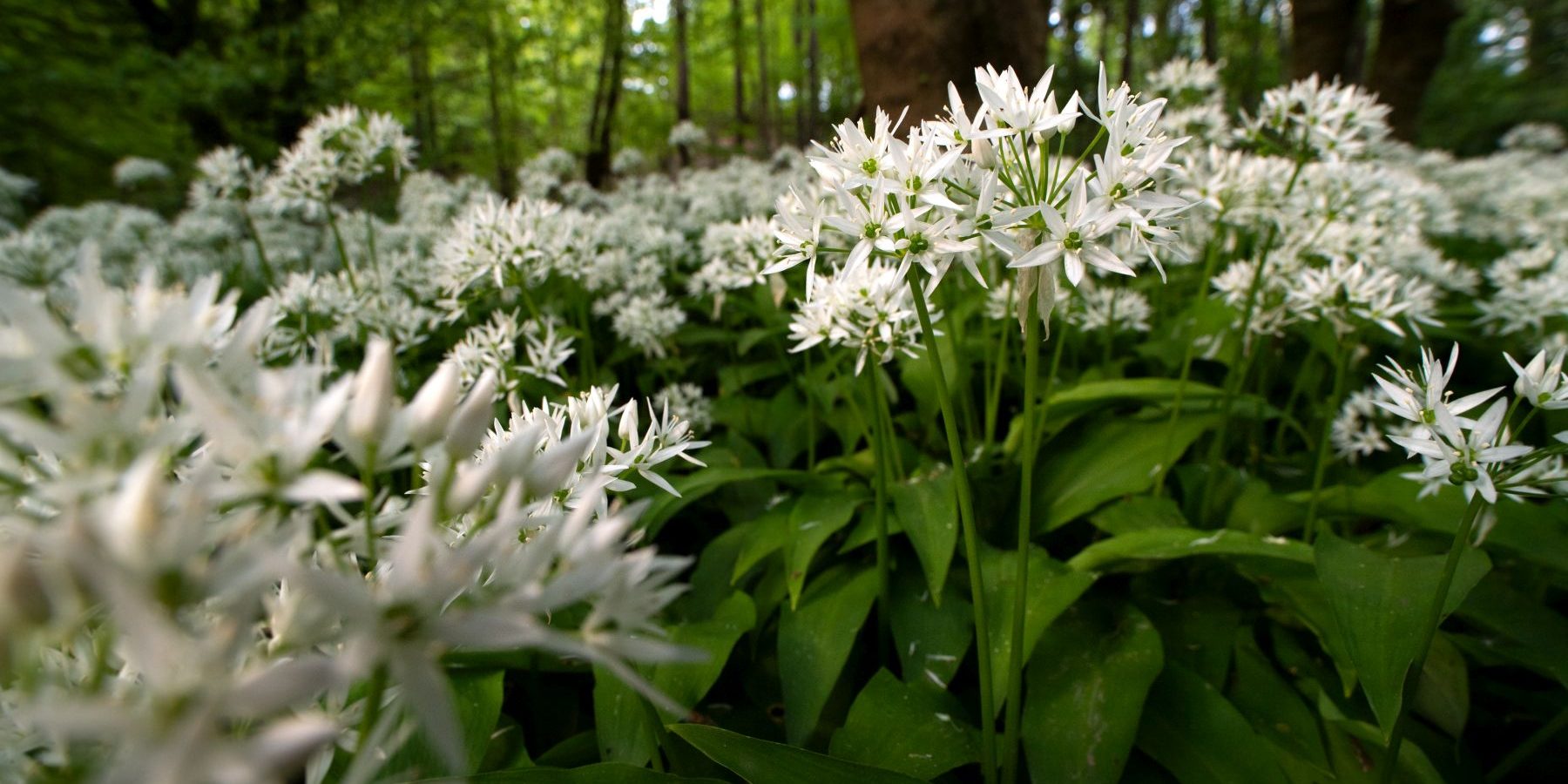 Bärlauch von Farina Graßmann
