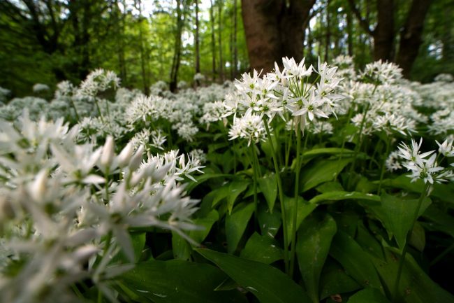 Bärlauch von Farina Graßmann