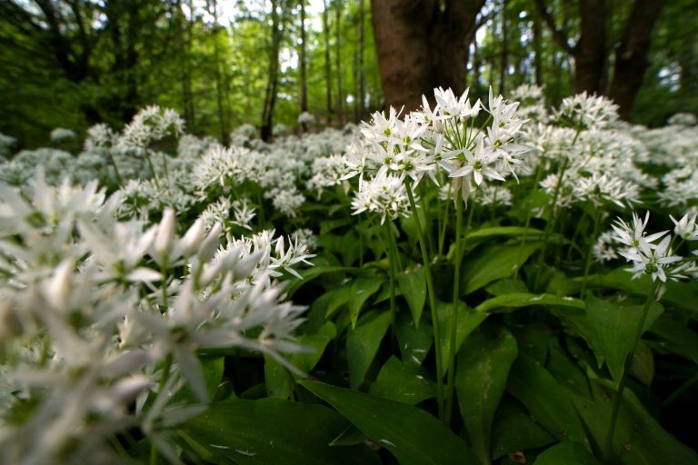 Bärlauch von Farina Graßmann