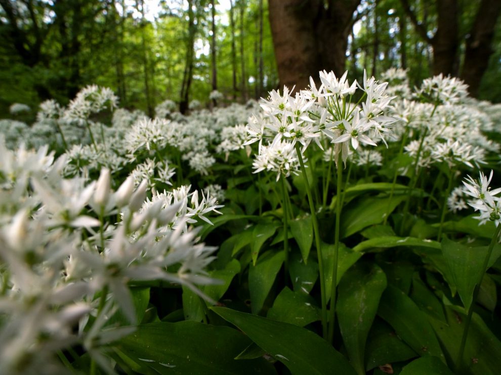 Bärlauch von Farina Graßmann