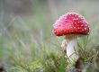 Farina-Grassmann_Fliegenpilz_Galgenvenn