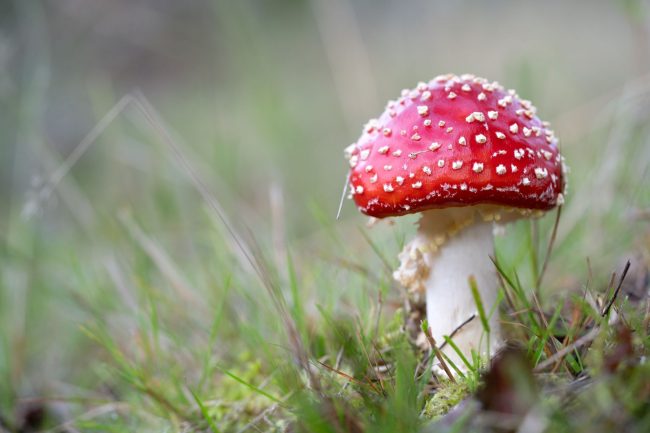 Farina-Grassmann_Fliegenpilz_Galgenvenn