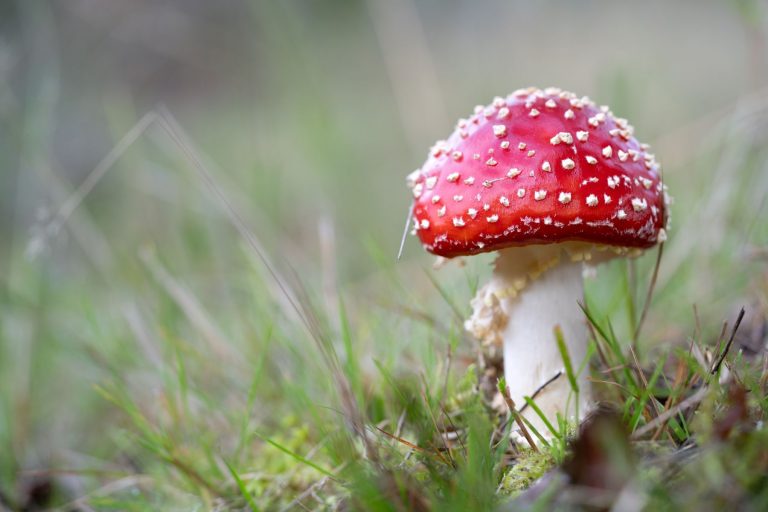 Farina-Grassmann_Fliegenpilz_Galgenvenn
