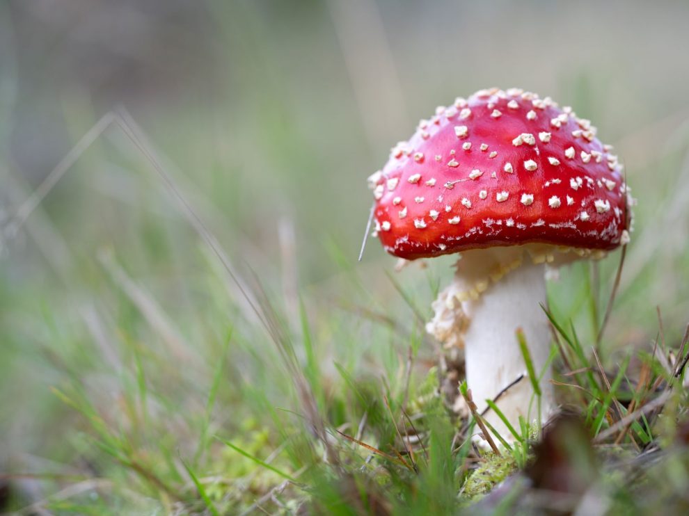 Farina-Grassmann_Fliegenpilz_Galgenvenn