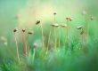 Farina-Grassmann_Goldenes_Frauenhaarmoos_Darss