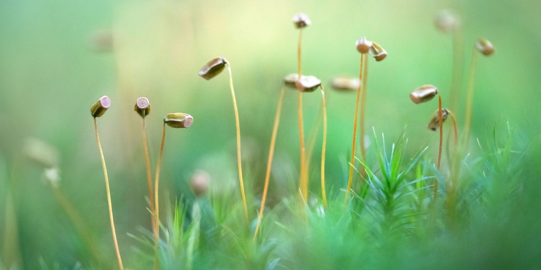 Farina-Grassmann_Goldenes_Frauenhaarmoos_Darss Farina-Grassmann_Goldenes_Frauenhaarmoos_Darss
