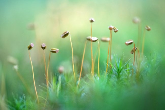 Farina-Grassmann_Goldenes_Frauenhaarmoos_Darss
