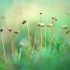 Farina-Grassmann_Goldenes_Frauenhaarmoos_Darss