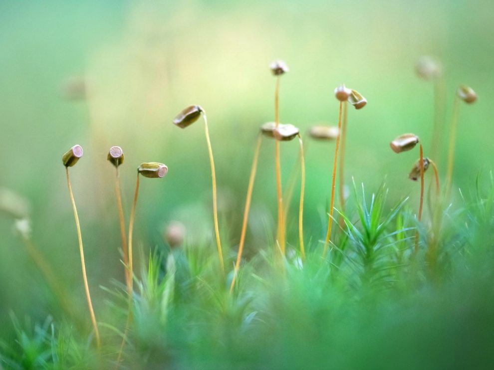 Farina-Grassmann_Goldenes_Frauenhaarmoos_Darss