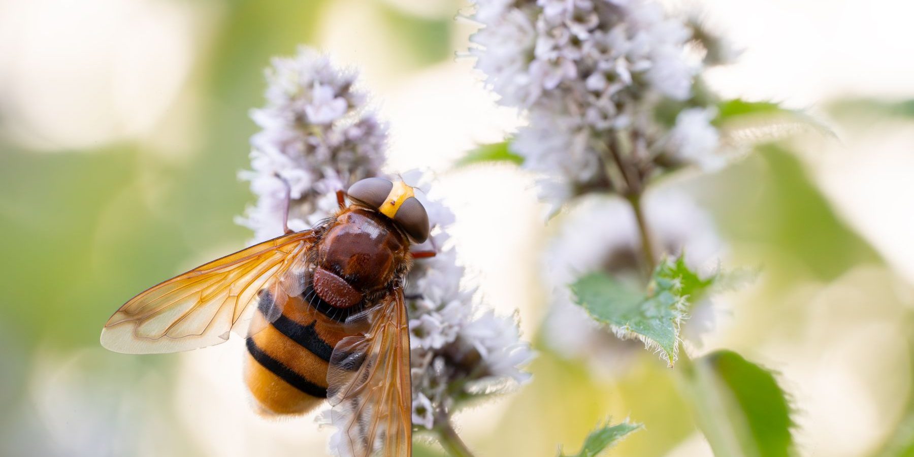Hornissenschwebfliege_NRW Copyright Farina Graßmann