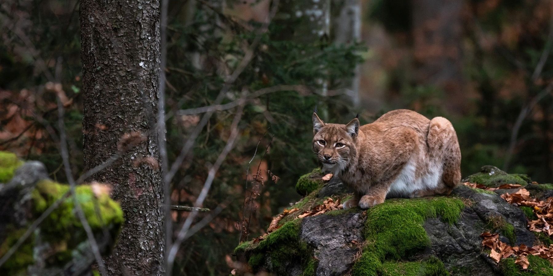 Luchs-Wald-Sommerferienprogramm