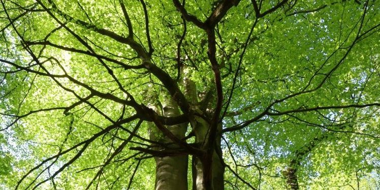 Wald_Titel