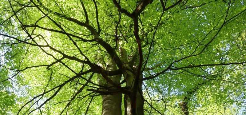 Wald_Titel
