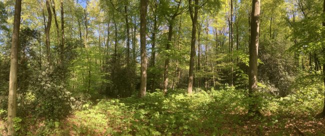 A Panorama
